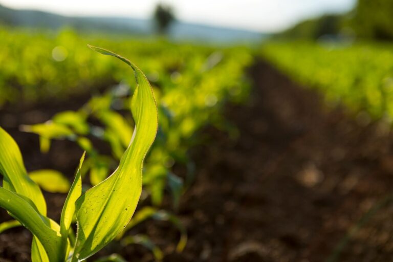 Código Florestal Brasileiro e agricultura