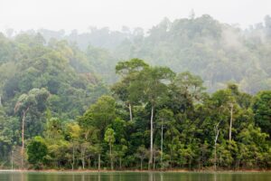 Condições climáticas em operações florestais.