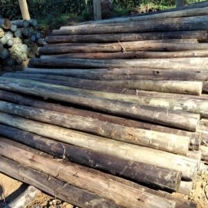 eucalipto ou pinus