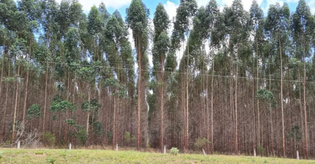 eucalipto ou pinus