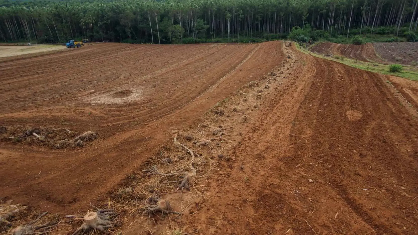 Triturador de tocos: a solução definitiva para a limpeza e preparo de novas áreas de plantio 3 Área florestal preparada para novo plantio após a destoca